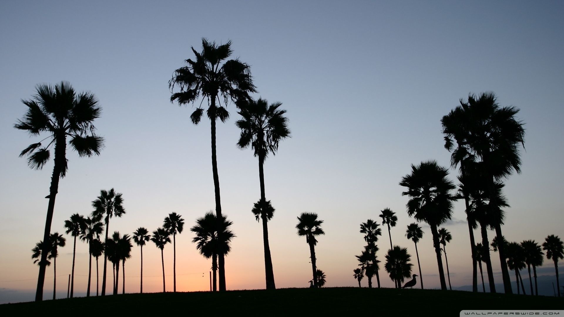 Palme al tramonto in California, 1920x1080 1080p, Desktop
