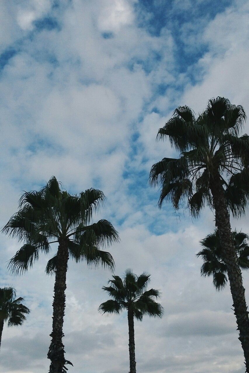 Palme contro cielo nuvoloso, 853x1280 Full HD Verticale, iPhone
