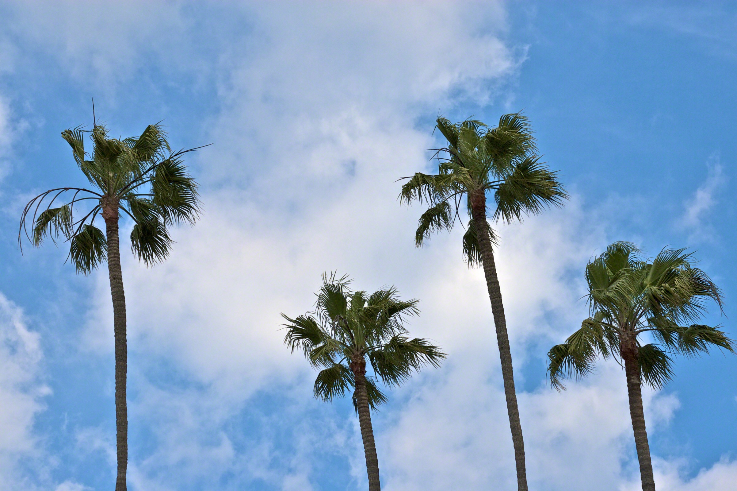 Palme della California, cielo, 2404x1600 alta risoluzione, PC