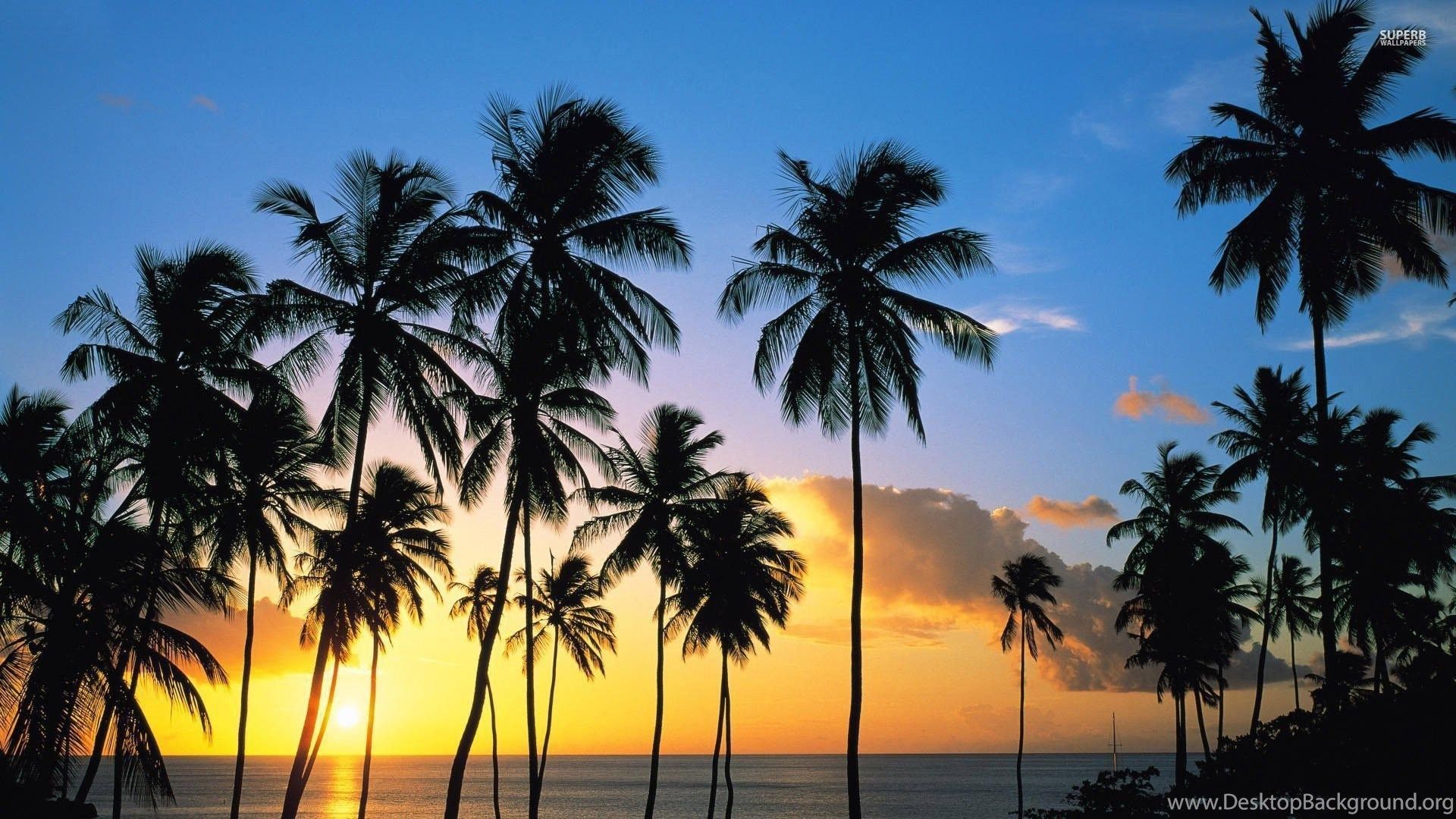 Palme al tramonto sulla spiaggia, 1920x1080 Full HD, PC Desktop
