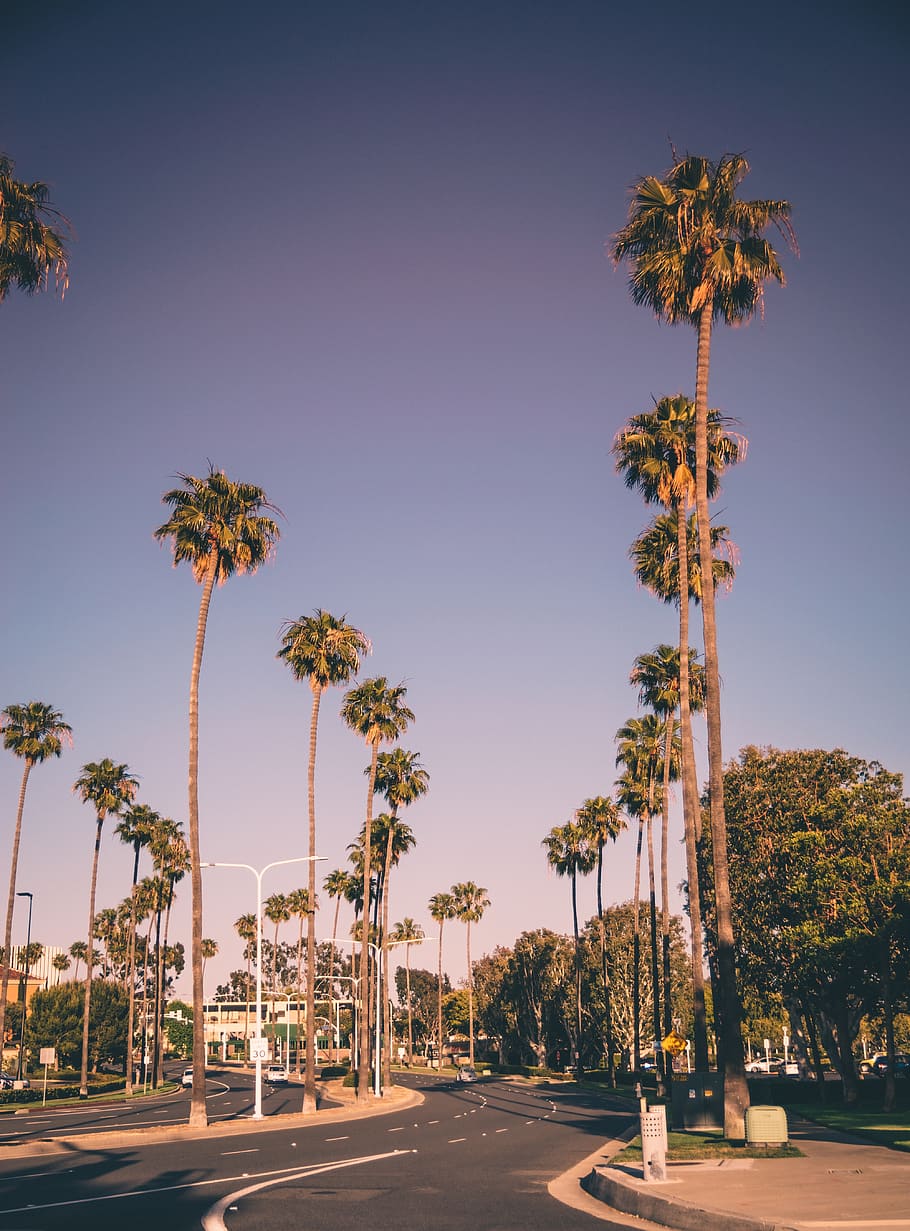 Palme lungo strada californiana, 910x1231 Full HD Verticale, Smartphone