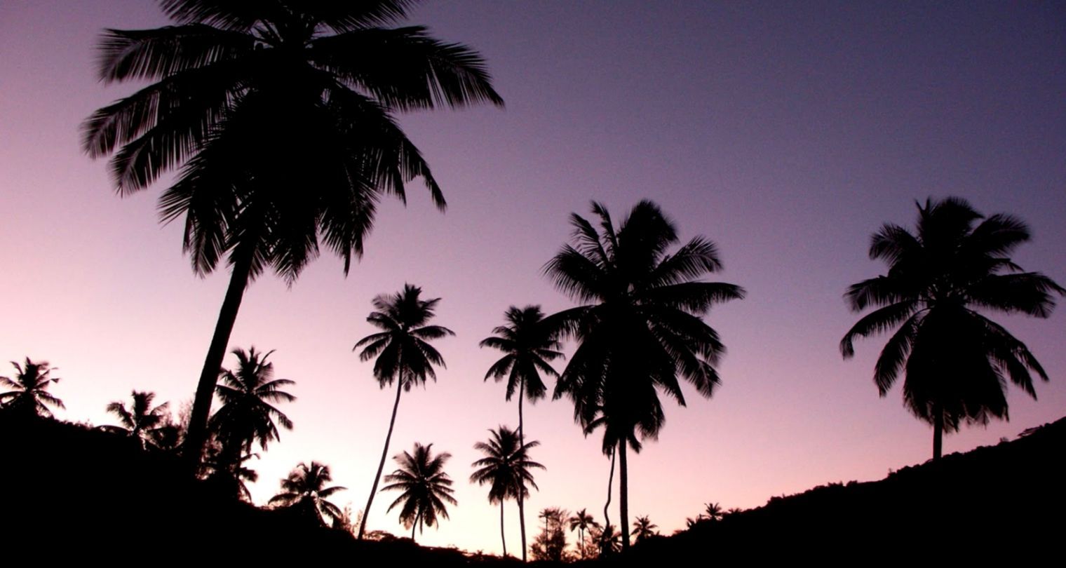 Palme al tramonto silhouette, 1520x810 720p, Laptop