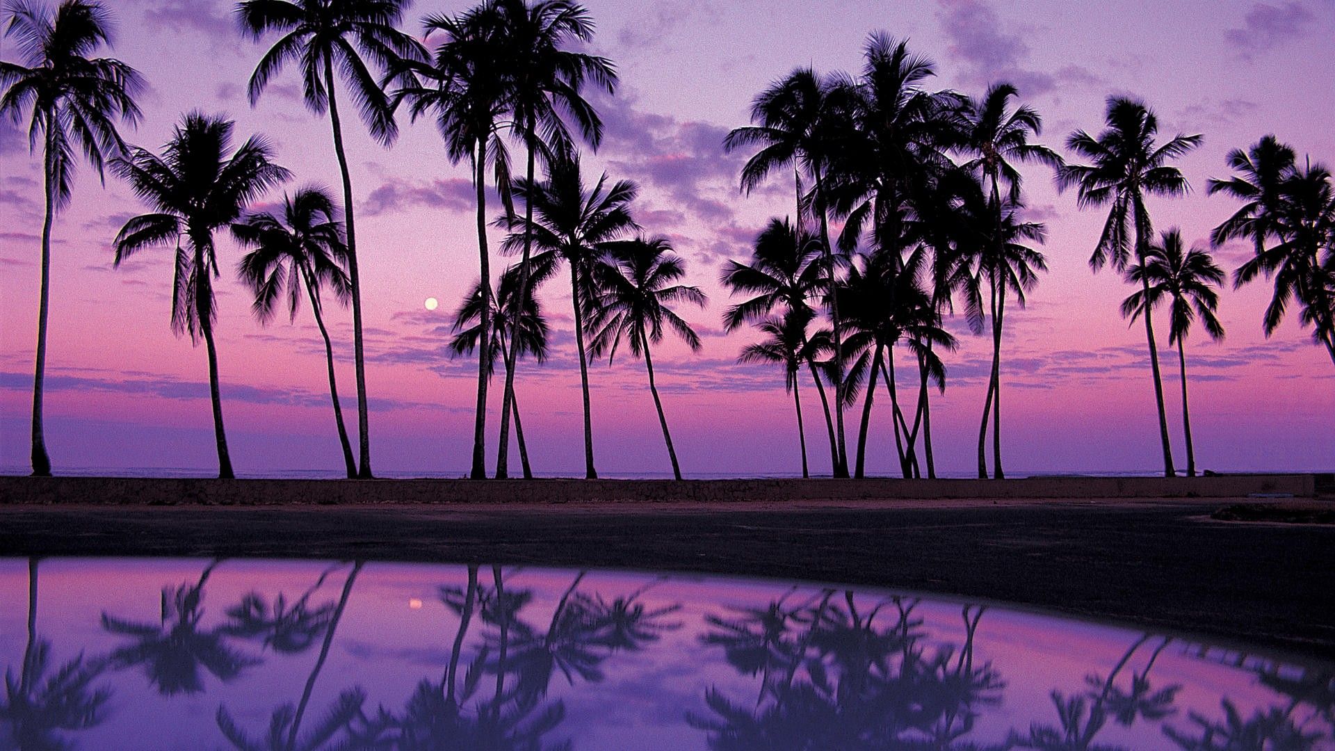 Palme silhouette tramonto viola, 1920x1080 Full HD 1080p, PC Desktop