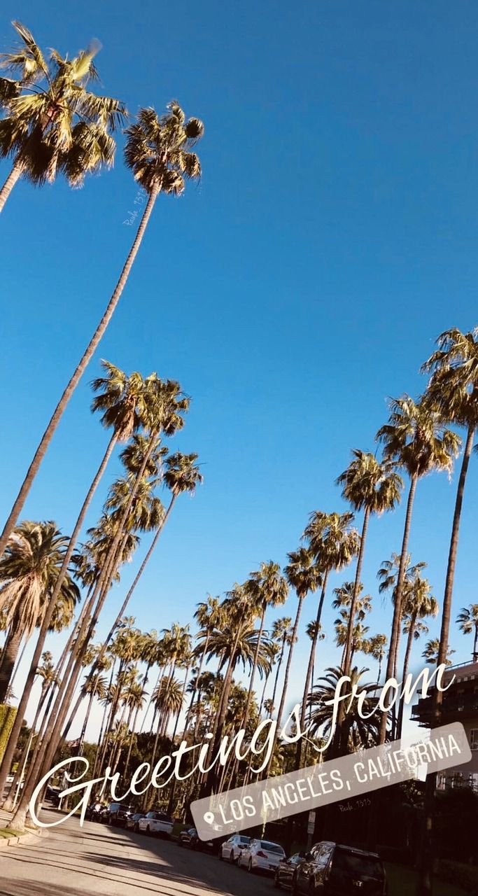 Palme e cielo Los Angeles, 683x1280 Full HD Verticale, iPhone