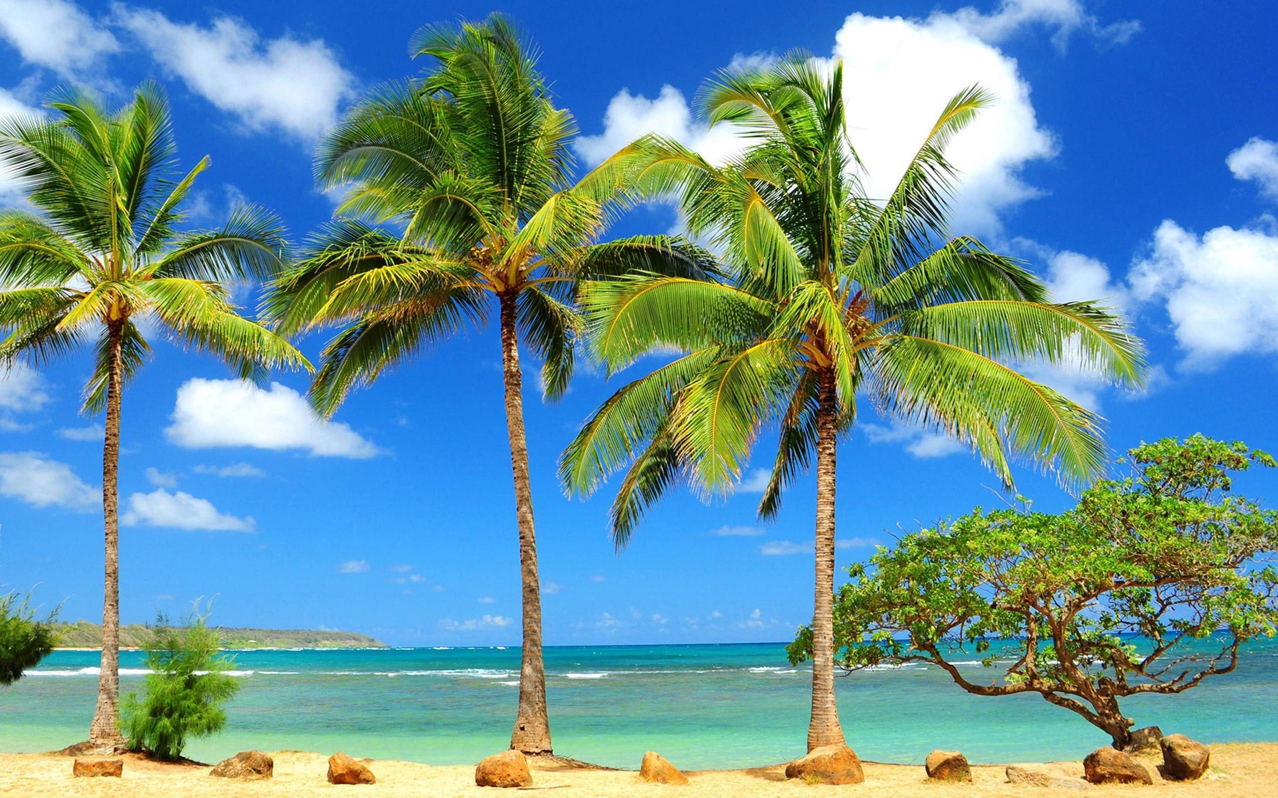 Palme su spiaggia tropicale, 2560x1600 WQXGA, PC