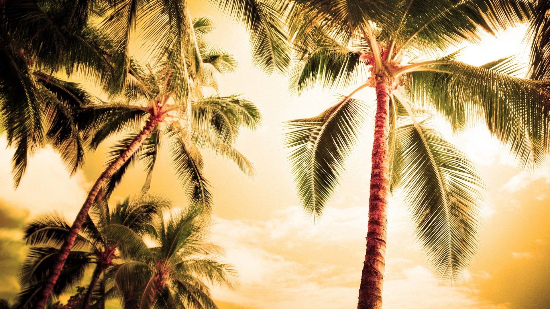 Palme al tramonto dorato, 1920x1080 Full HD 1080p, PC