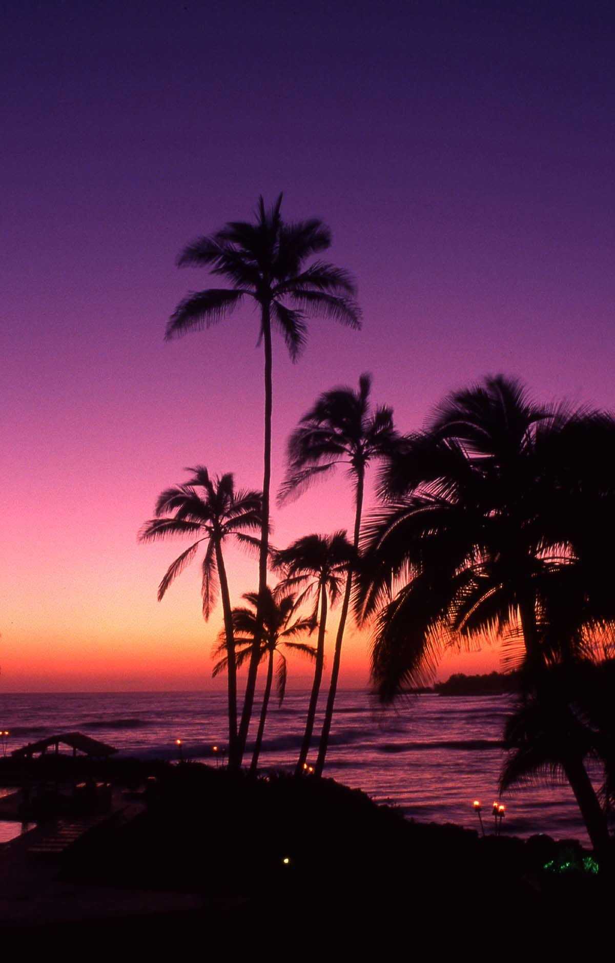 Palme silhouette tramonto viola, 1200x1879 Verticale, Telefono