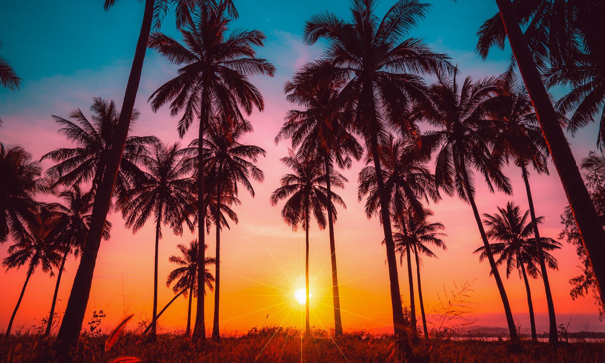 Palme al tramonto tropicale, 2000x1200 Hi-Res, PC