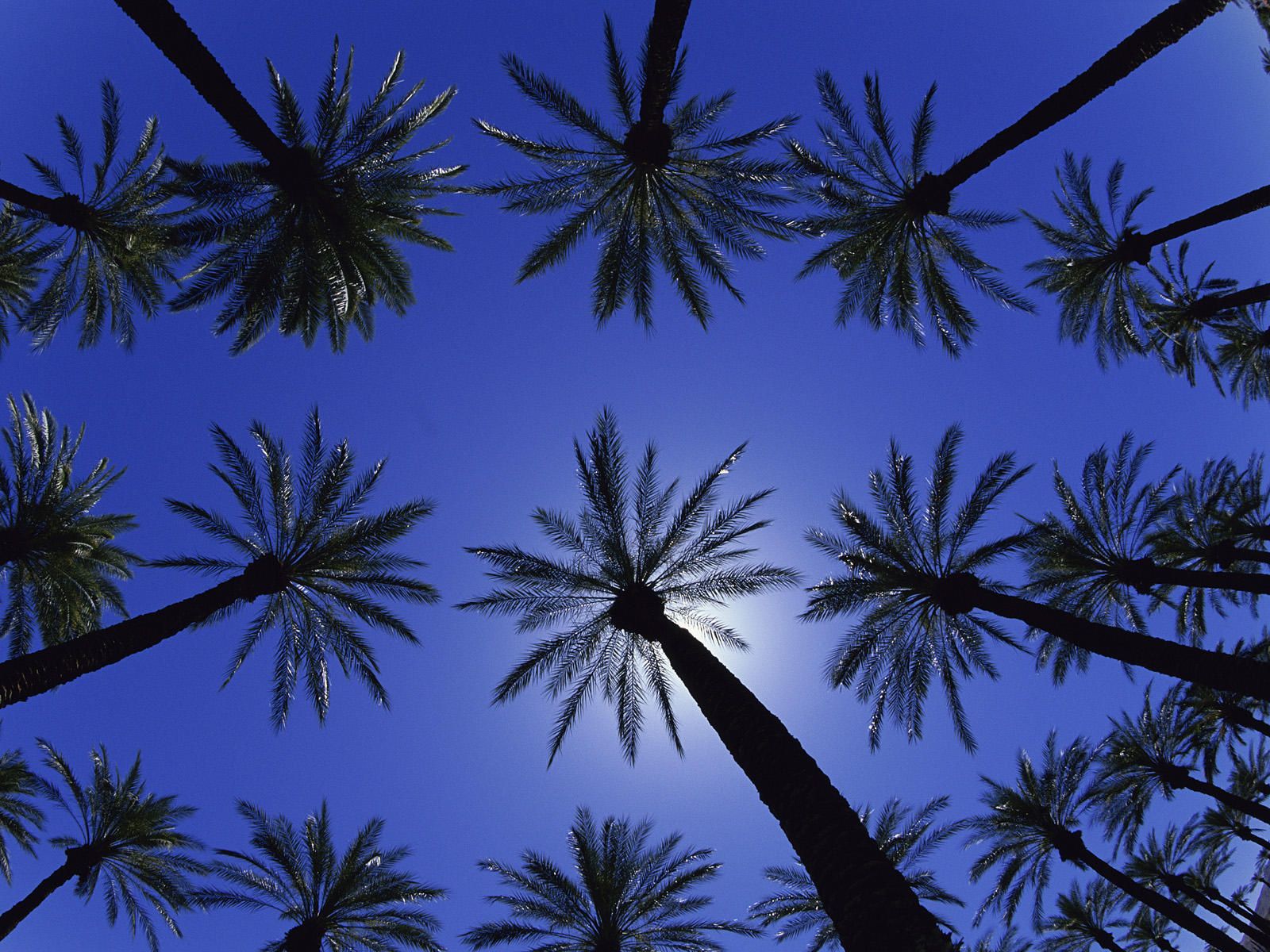 Palme viste dal basso, cielo blu, 1600x1200 HD Ready, Desktop