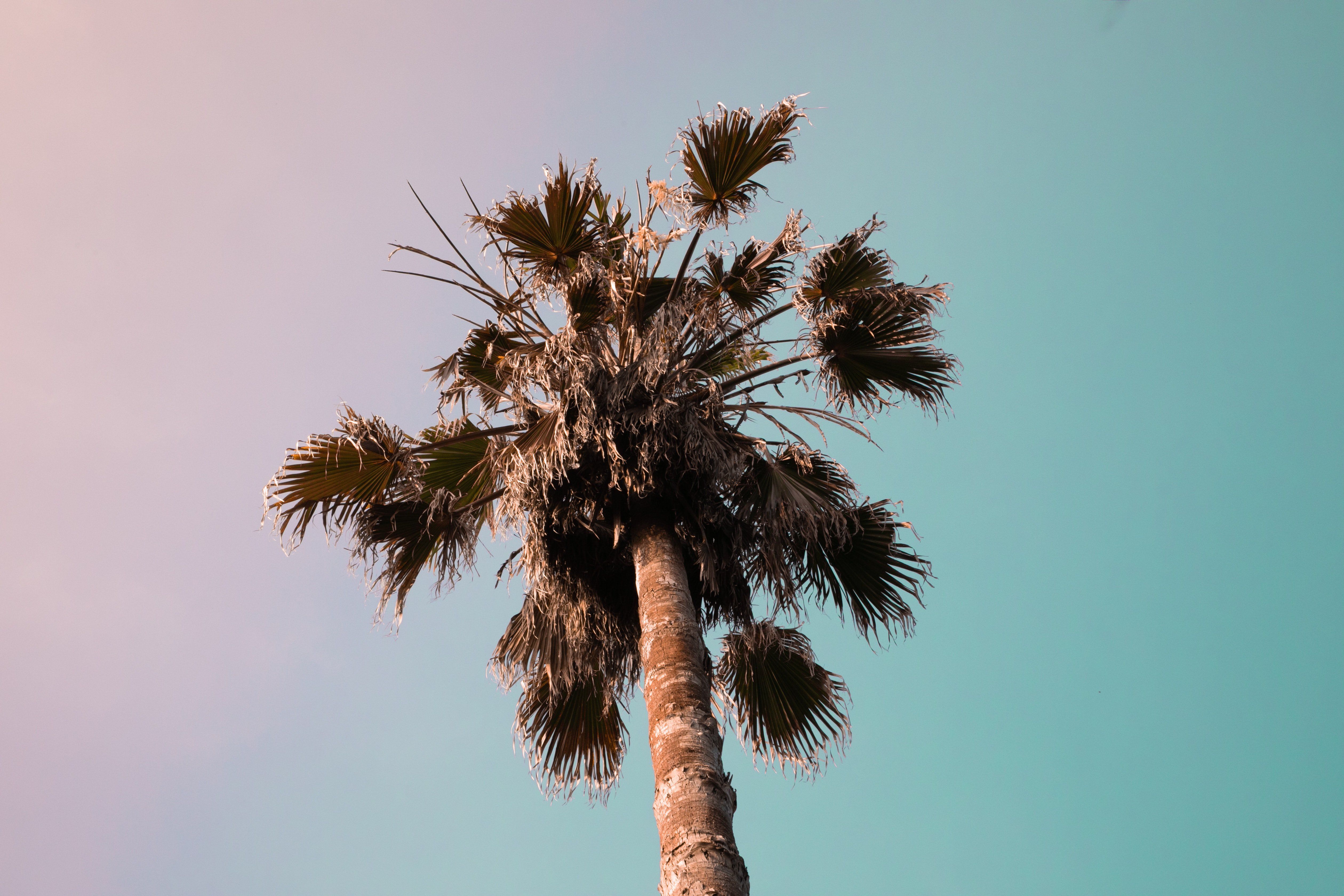 Palma della California, cielo, 5040x3360 UHD, Monitor 4K