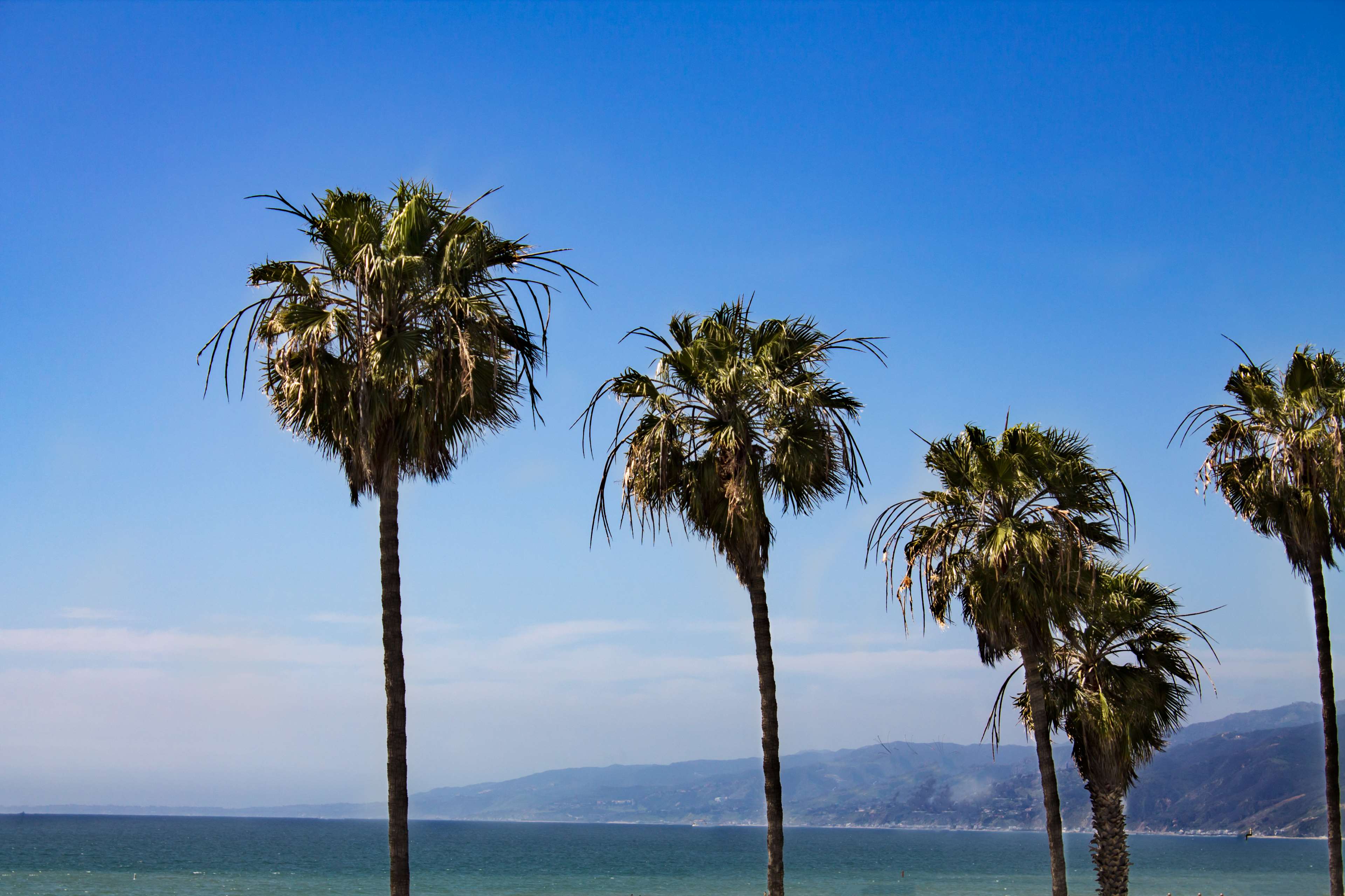Palme lungo la costa californiana, 3840x2560 4K, Desktop 4K