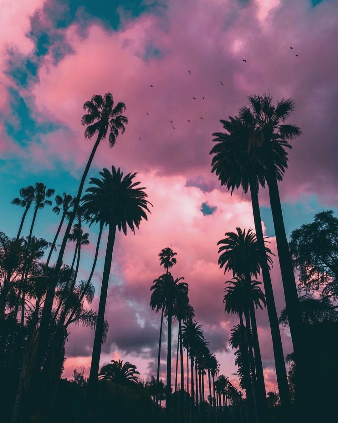 Palme silhouette cielo rosa, 1080x1350 Verticale, Telefono