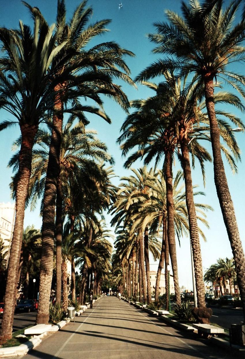 Viale alberato con palme, 850x1246 Full HD Verticale, Smartphone