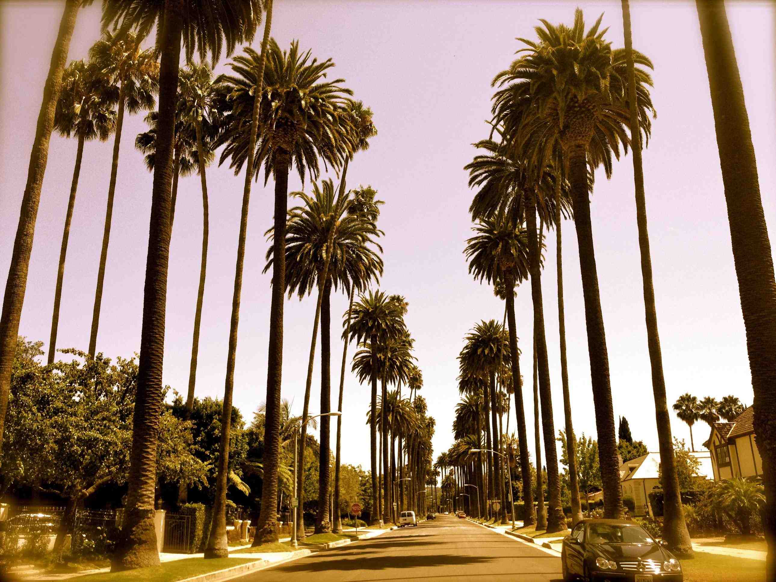 Palme di Los Angeles, strada, 2579x1934 WQXGA, Monitor Gaming