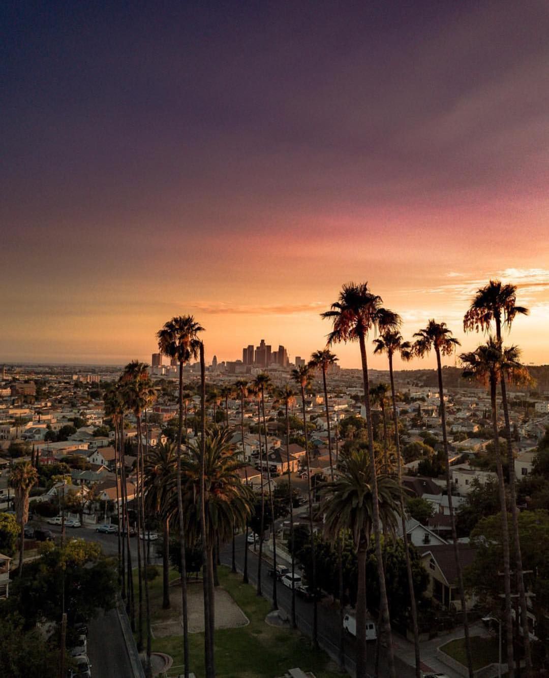 Palme al tramonto Los Angeles, Hollywood, 1080x1335 Full HD Verticale, iPhone