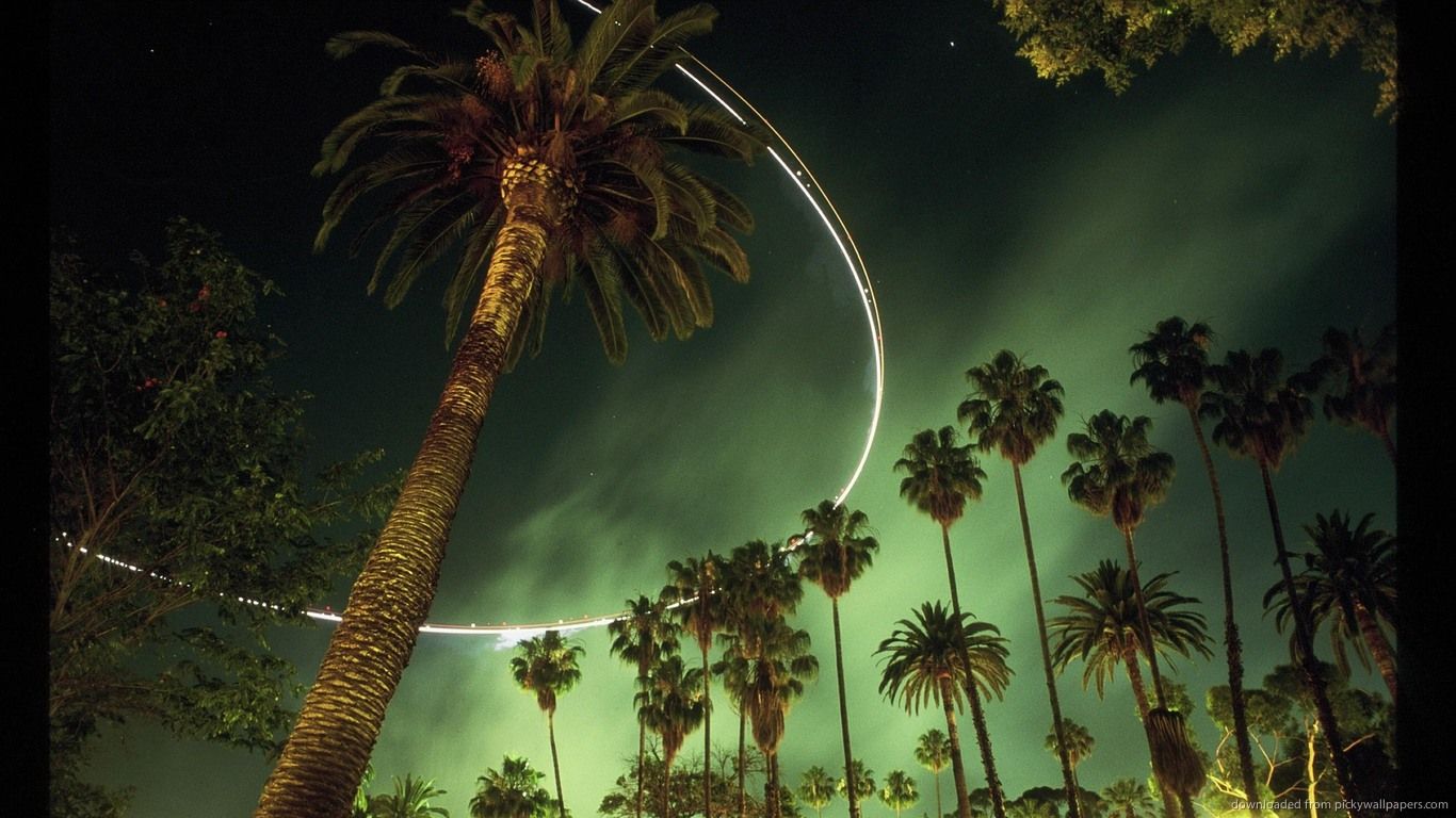 Palme di Los Angeles notturne, 1366x768 720p, PC