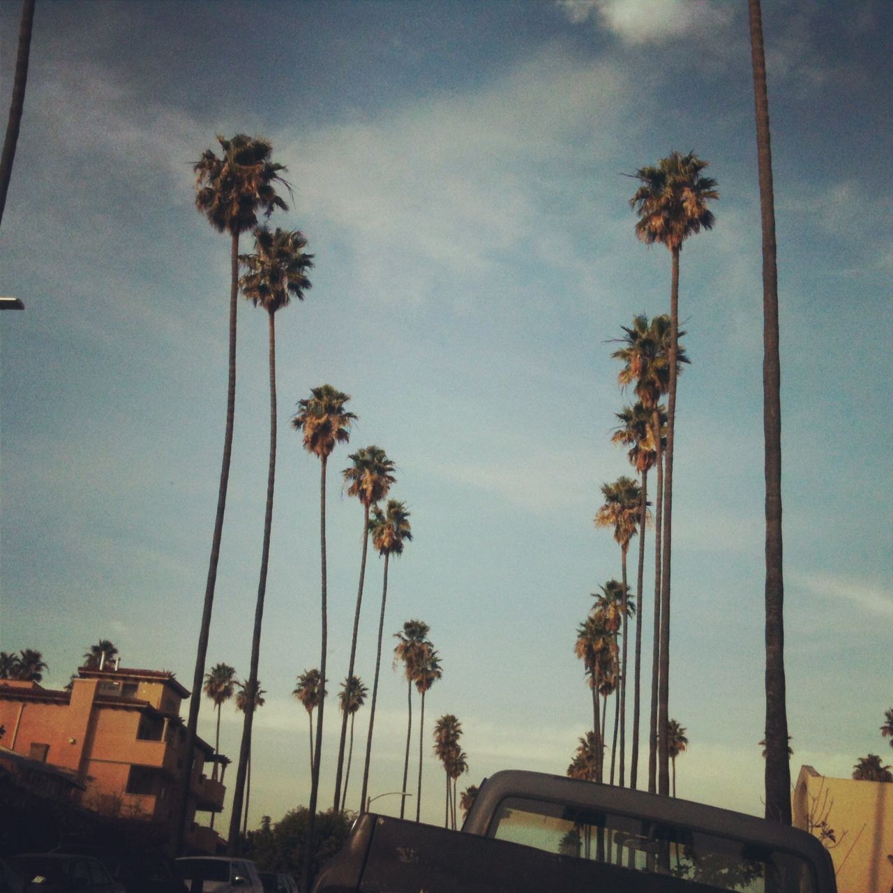 Palme di Los Angeles al tramonto, 1280x1280 HD, Desktop