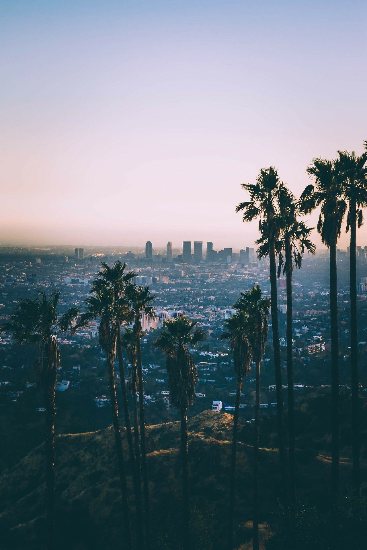 Palme e skyline Los Angeles, 1280x1920 Verticale, Mobile