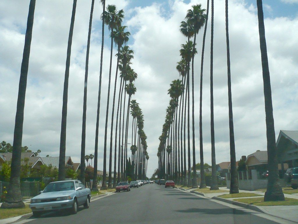 Palme lungo strada Los Angeles, 1024x768 HD, PC
