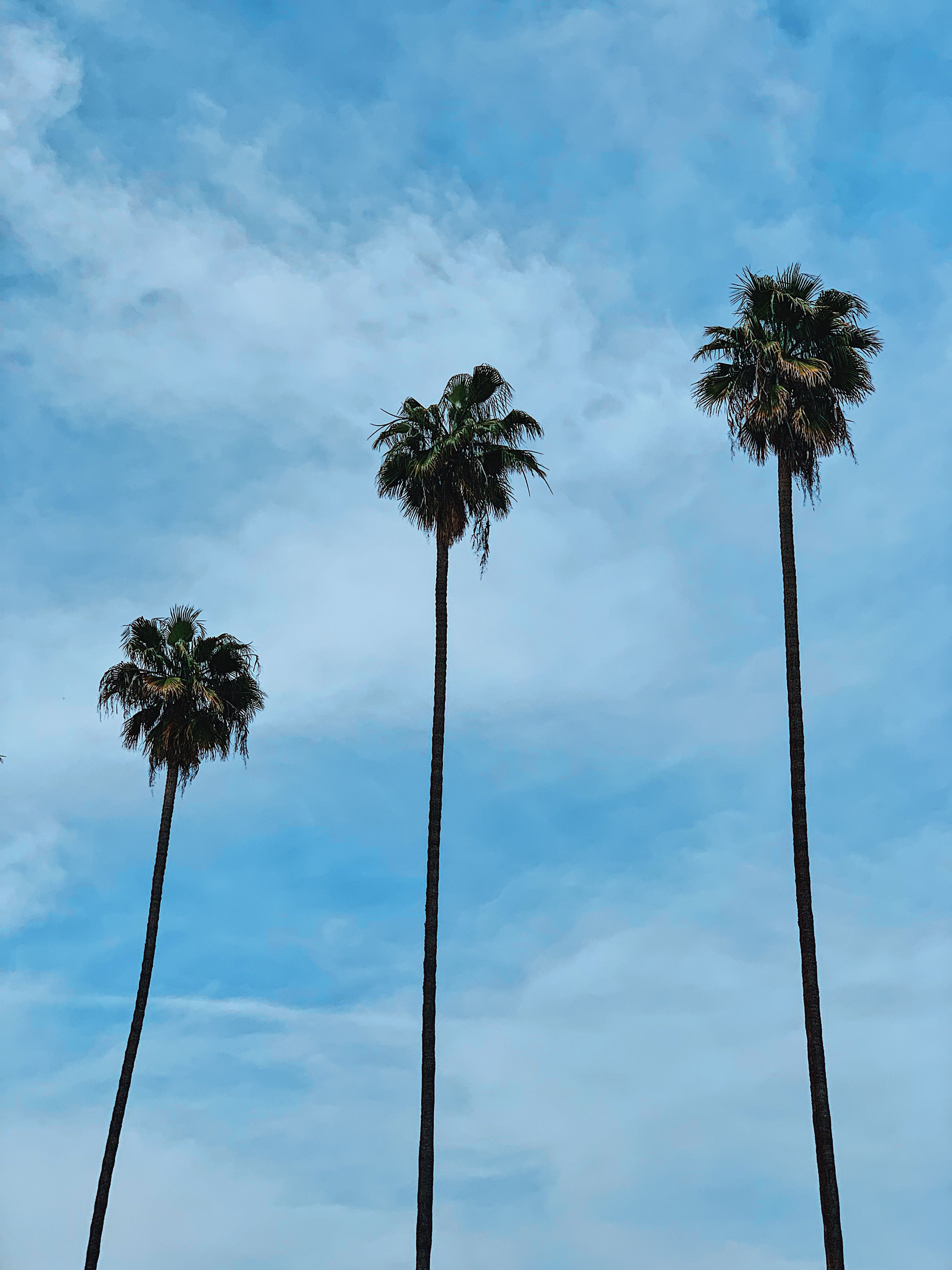 Palme di Los Angeles, cielo azzurro, 3024x4032 Full HD Verticale, iPhone