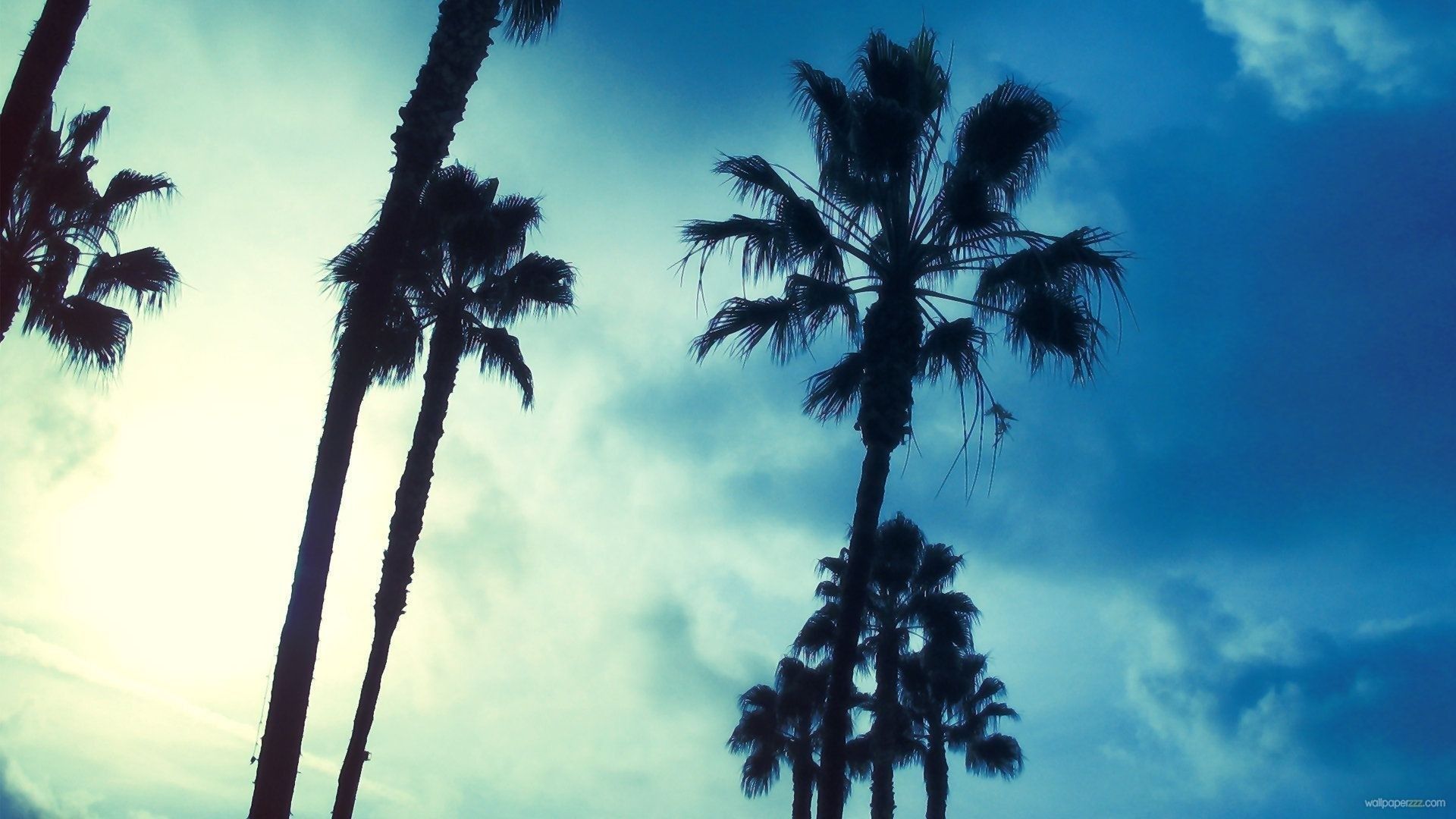 Palme controluce cielo blu, 1920x1080 Full HD, PC Desktop