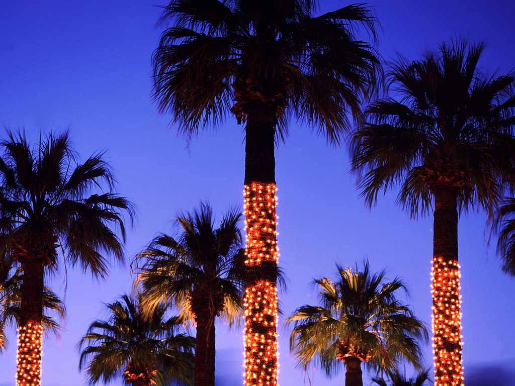 Palme illuminate al tramonto, 1024x768 HD, iMac
