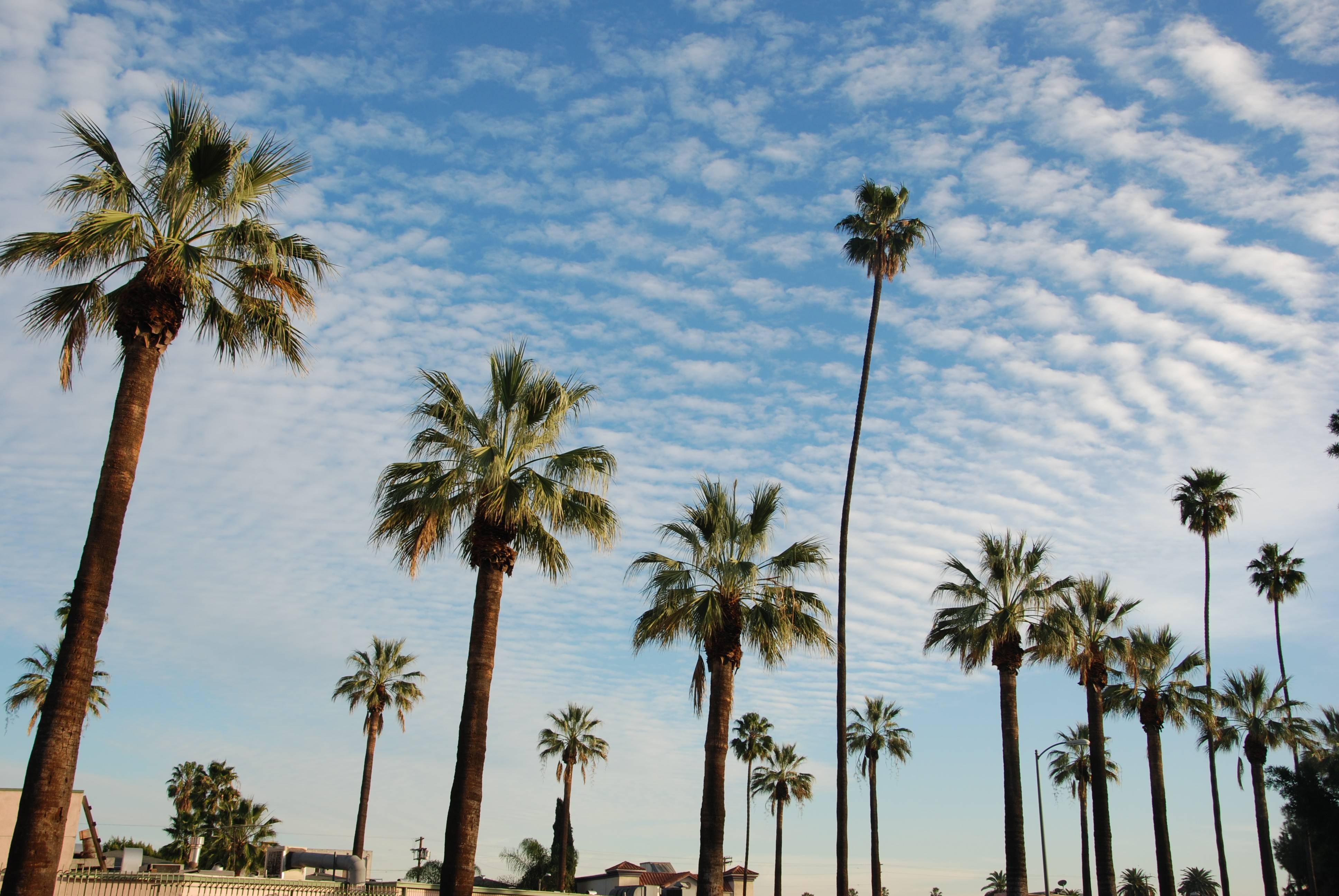 Palme di Los Angeles al cielo, 3872x2592 4K Ultra HD, Monitor 4K