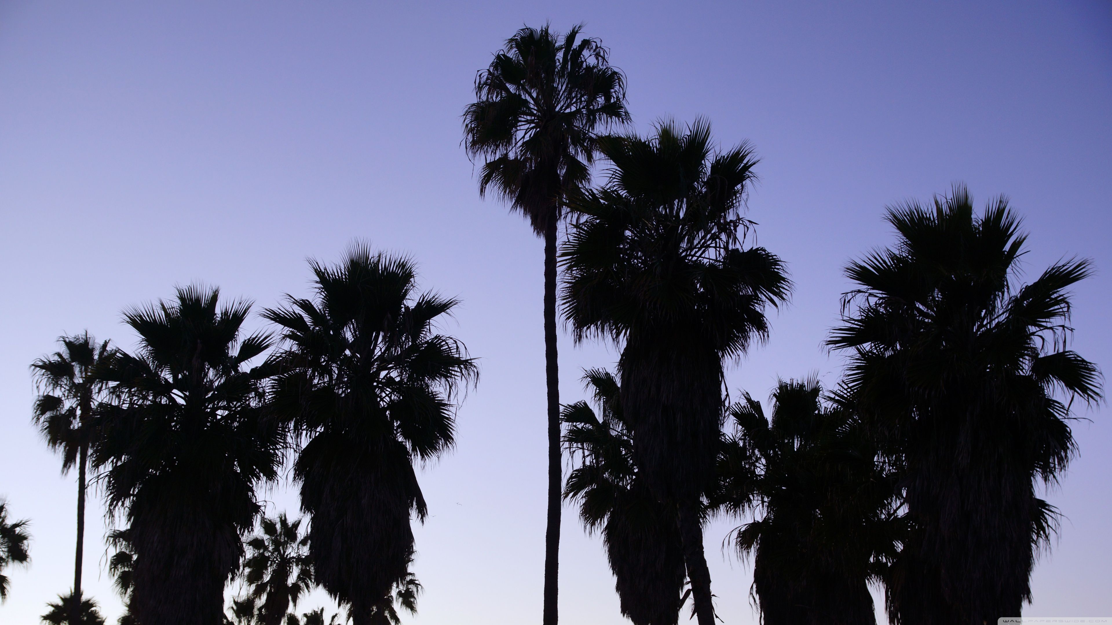 Palme silhouette al tramonto, 3840x2160 4K Ultra HD, Monitor 4K