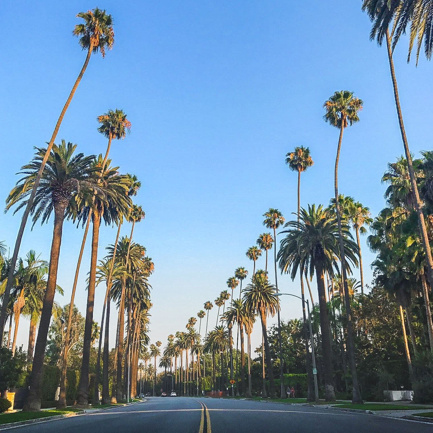 Palme lungo strada Los Angeles, 1514x1514 720p, MacBook Air