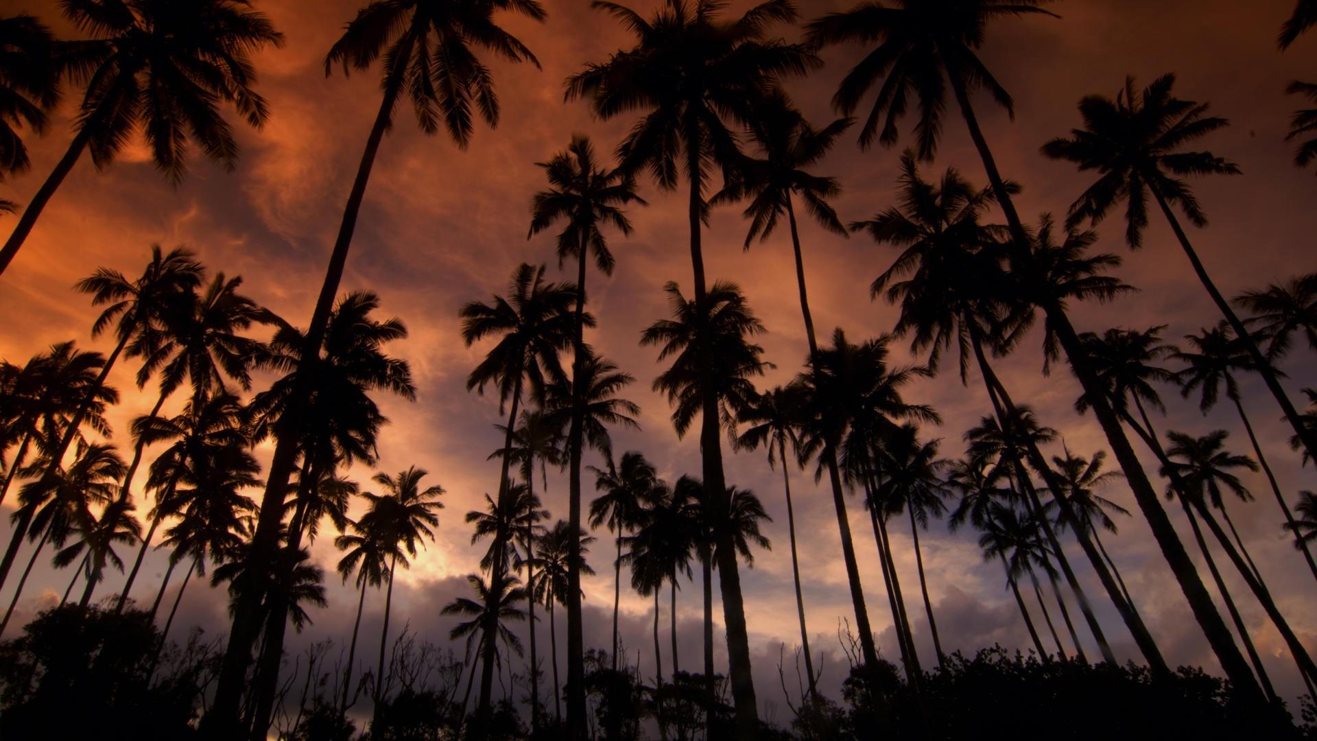 Palme in controluce al tramonto, 1920x1080 Full HD 1080p, Laptop