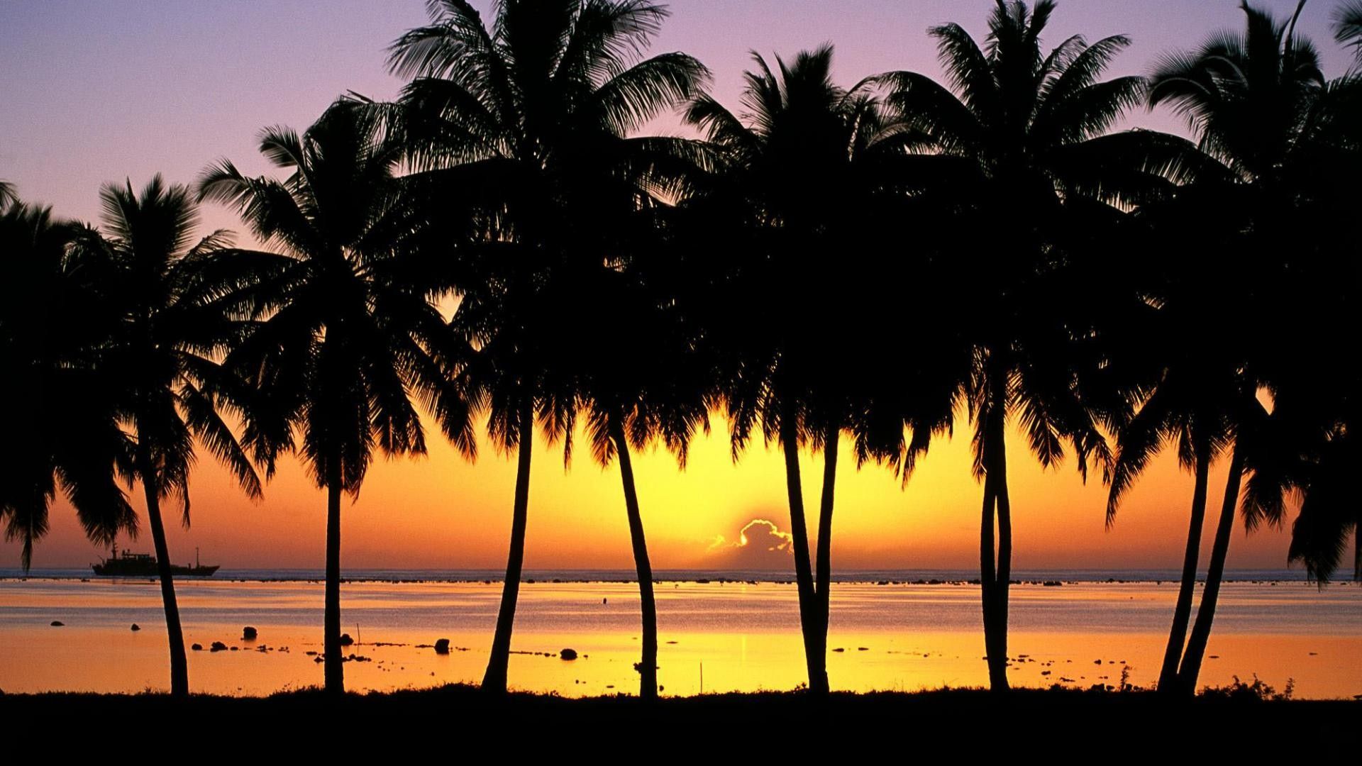 Palme al tramonto silhouette, 1920x1080 1080p, PC