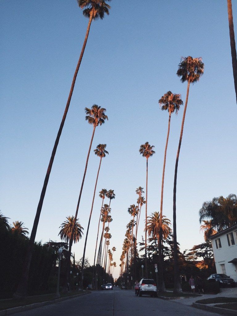 Palme lungo strada Los Angeles, 768x1024 Verticale, Telefono