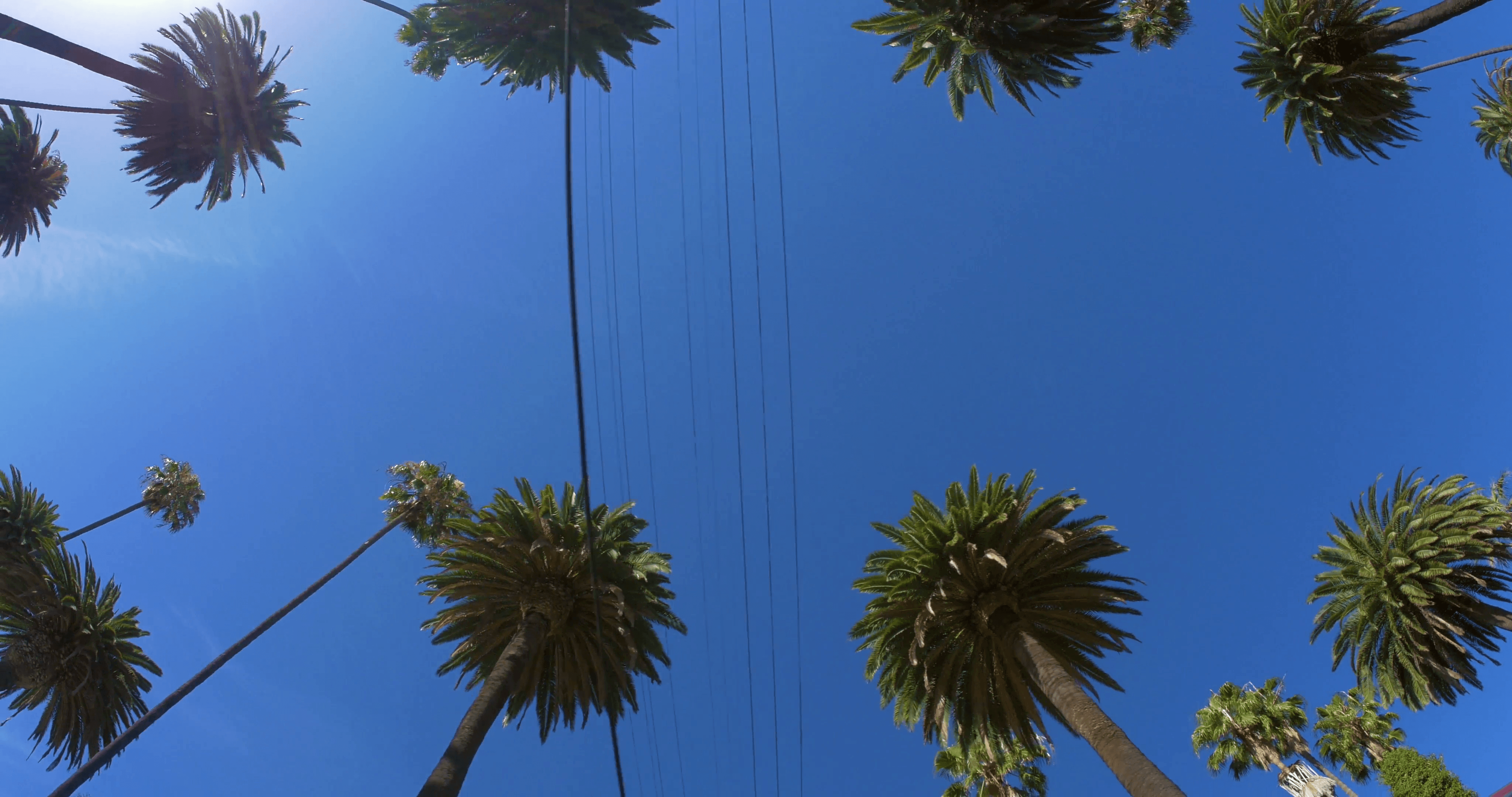 Palme di Los Angeles cielo blu, 4096x2160 4K, Desktop 4K