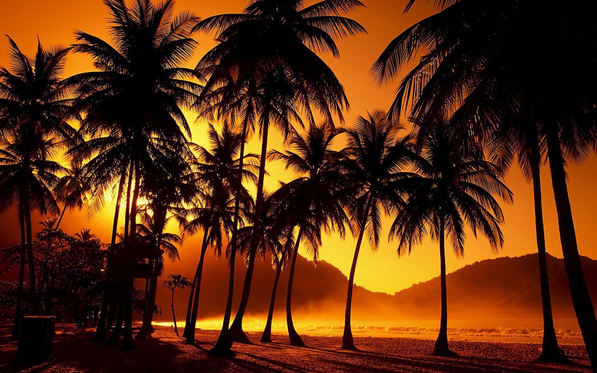 Palme al tramonto silhouette, 1920x1200 Full HD+, Laptop