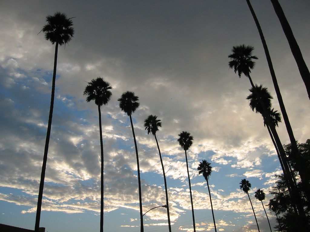 Palme silhouette al tramonto, 1024x768 HD, Laptop