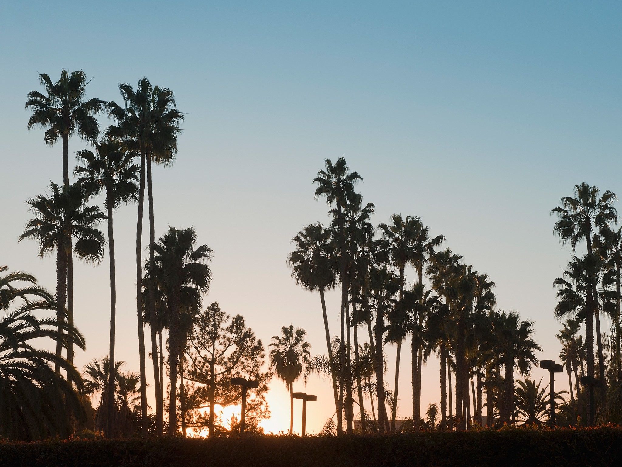 Palme silhouette al tramonto, 2048x1536 Hi-Res, Desktop