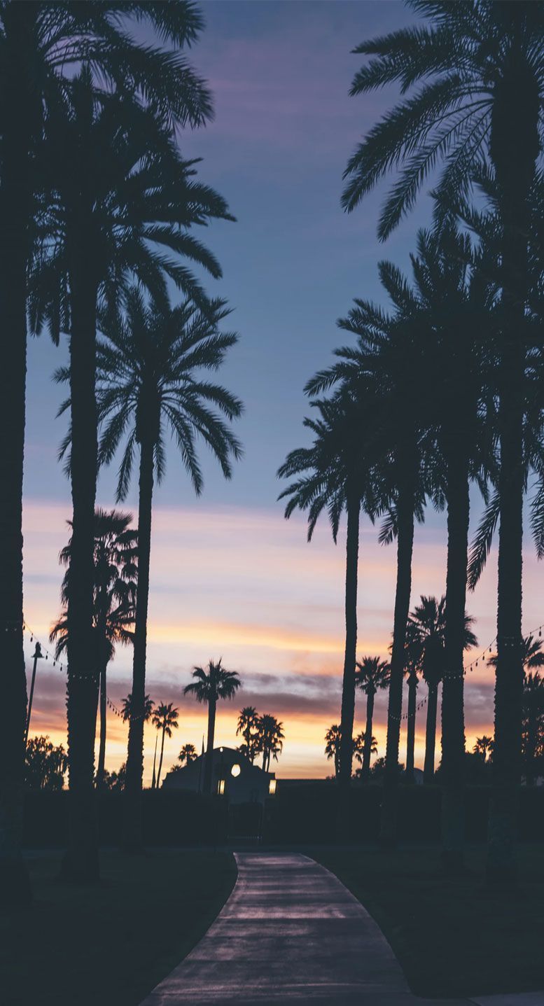 Palme silhouette al tramonto, 777x1437 Full HD Verticale, iPhone Pro
