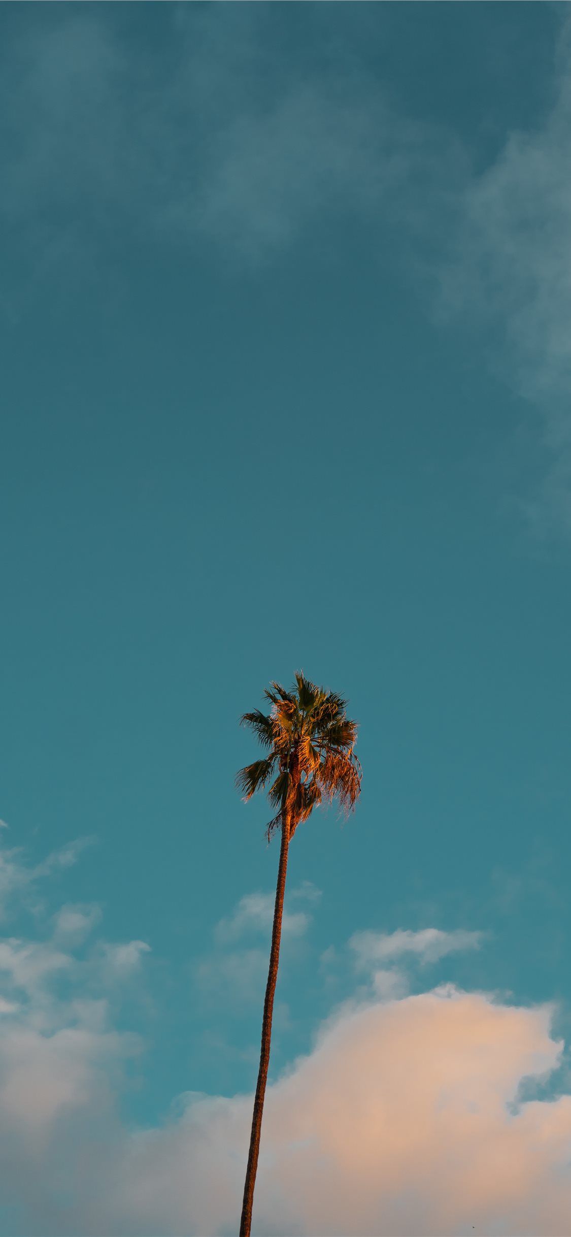 Palma solitaria cielo azzurro, 1125x2436 Verticale, iPhone