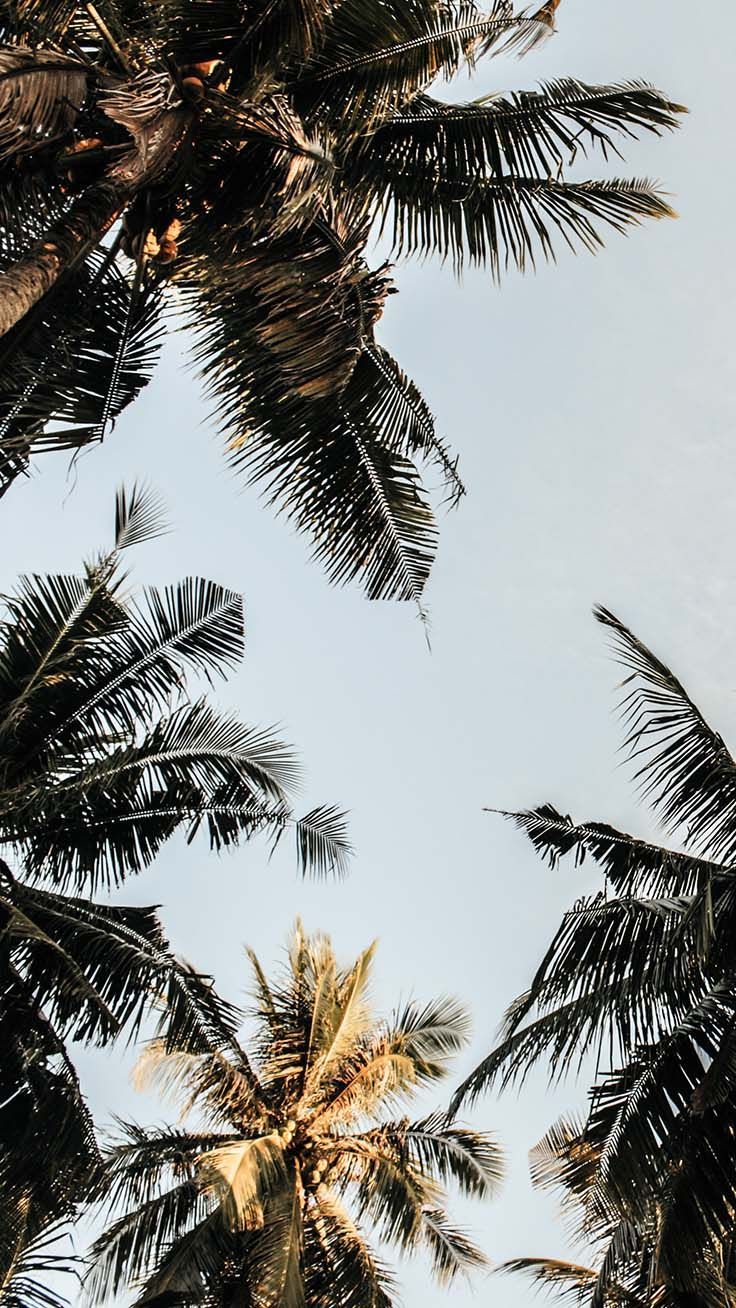 Palme viste dal basso, 736x1308 Full HD Verticale, iPhone