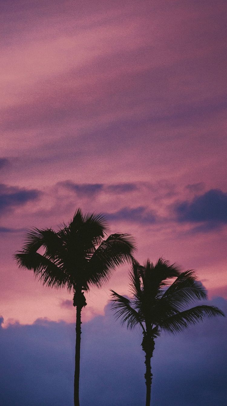 Palme al tramonto rosa, 750x1339 Verticale, iPhone Plus