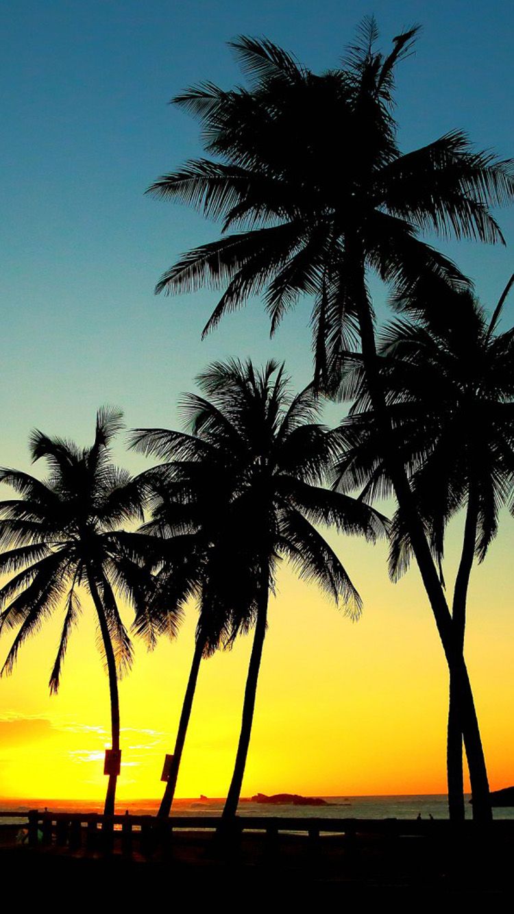 Palme al tramonto silhouette, 750x1334 Full HD Verticale, iPhone Plus