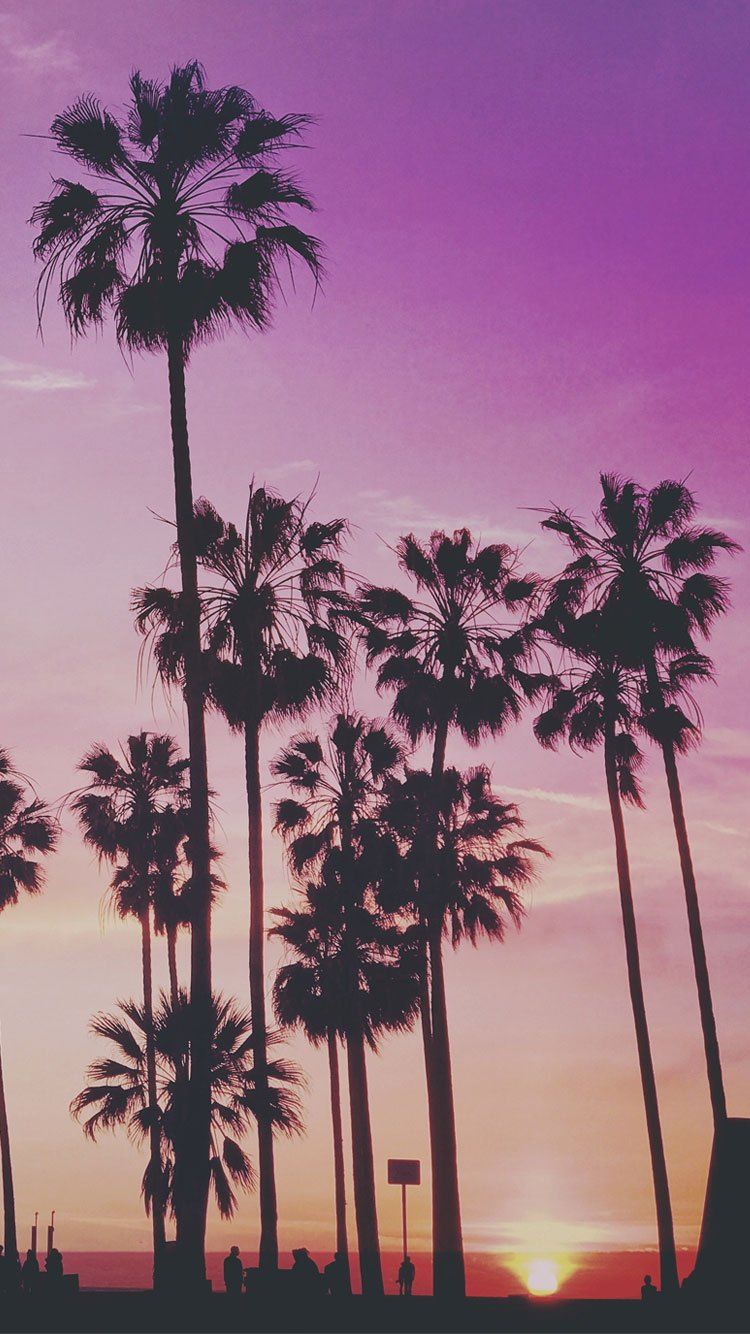 Palme al tramonto viola, 750x1334 Verticale, iPhone Pro