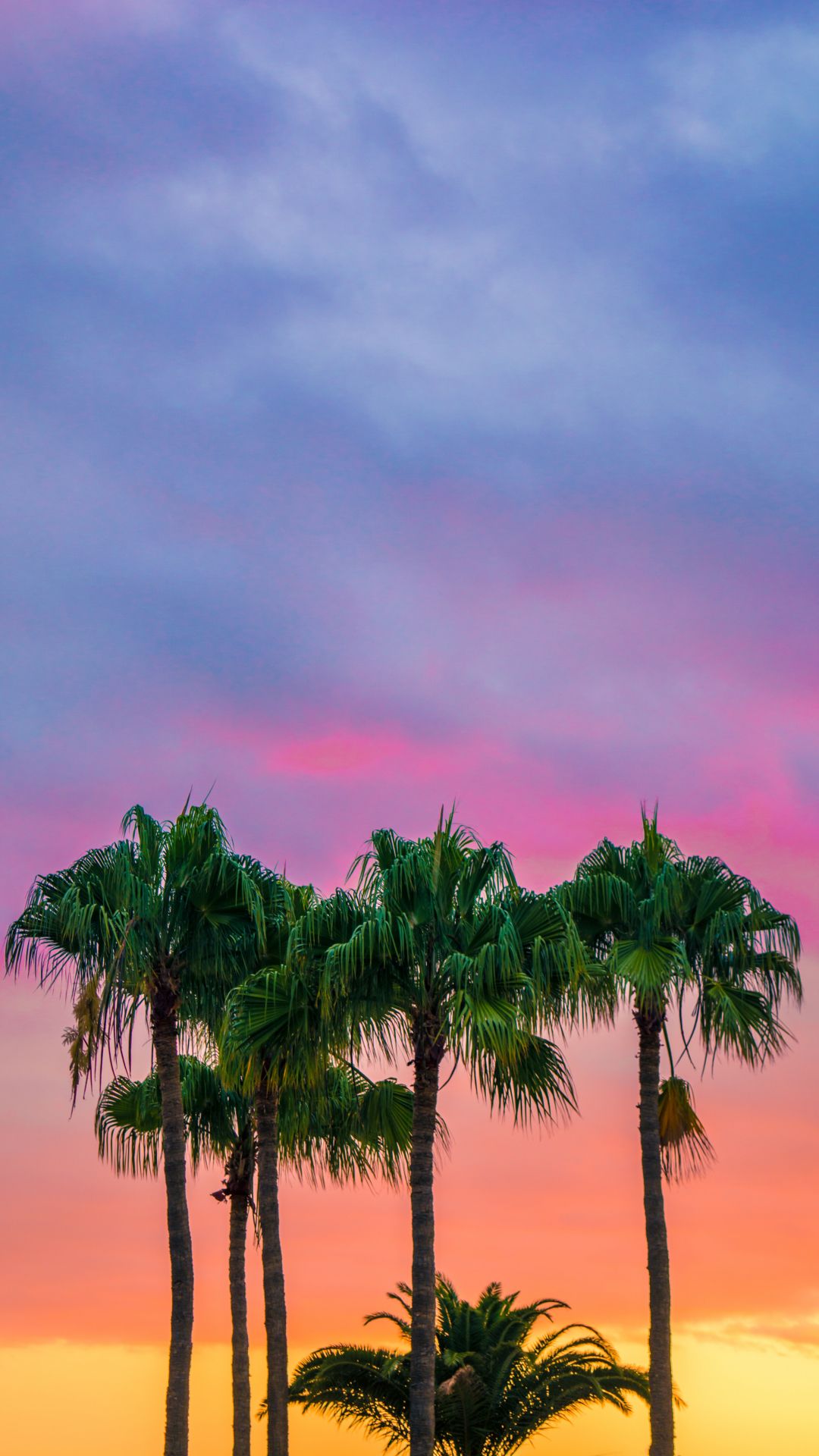 Palme al tramonto colorato, 1080x1920 Full HD Verticale, iPhone Air