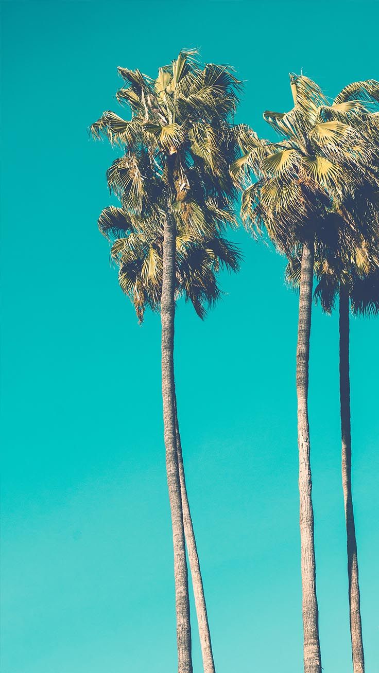 Palme alte cielo turchese, 736x1308 Verticale, iPhone Plus