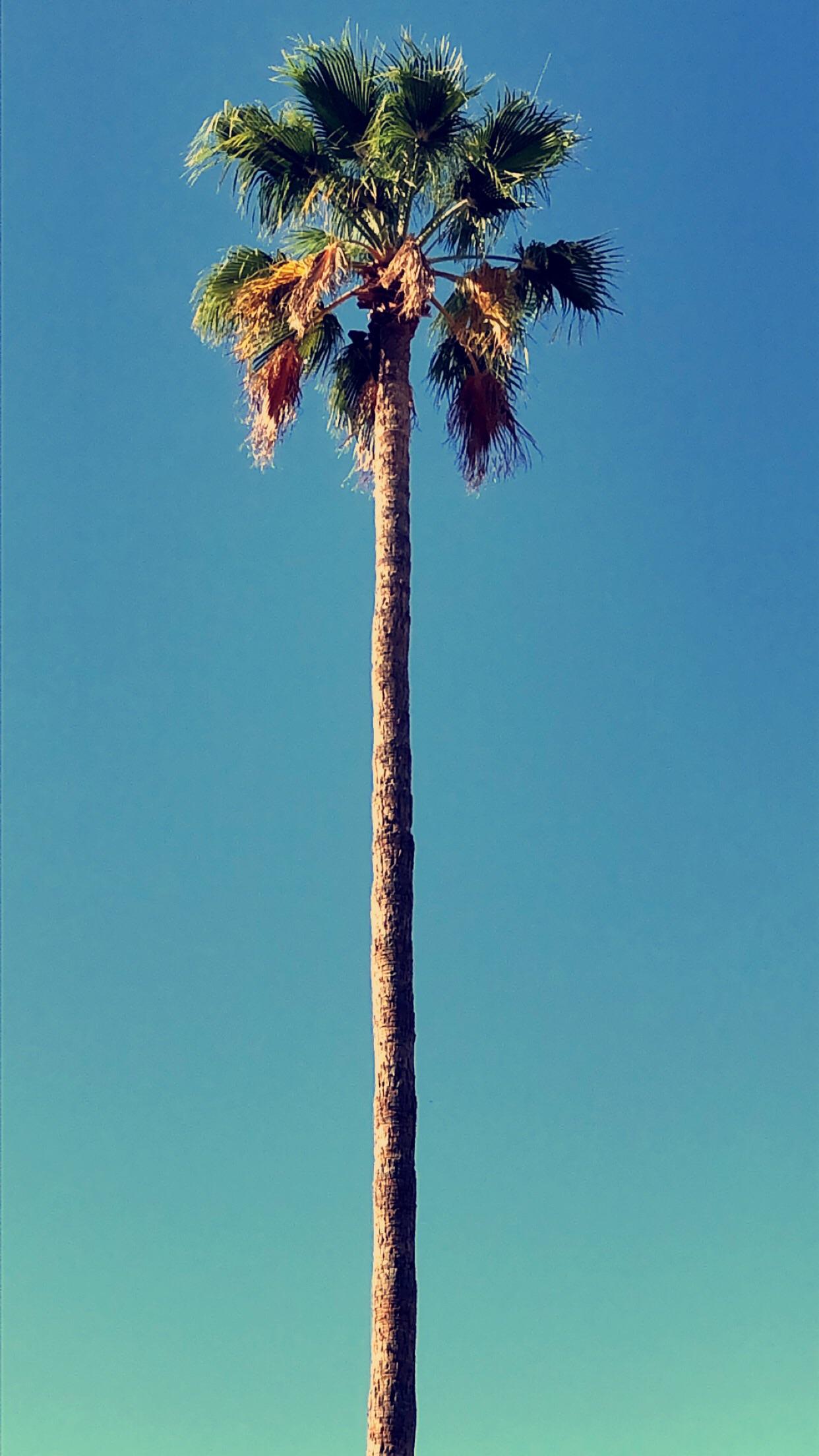Palma alta cielo azzurro, 1242x2208 Verticale, iPhone Pro