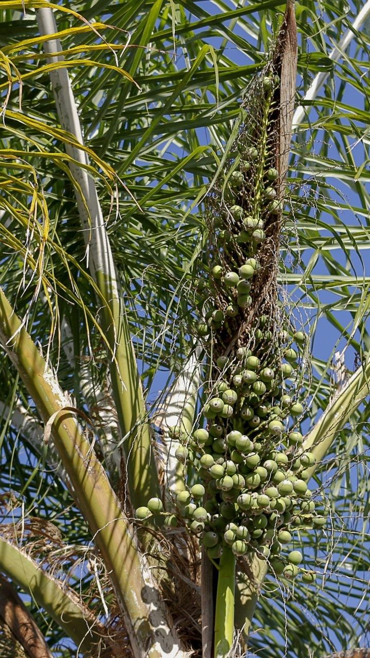 Palma con frutti verdi, 720x1280 Full HD Verticale, iPhone Plus