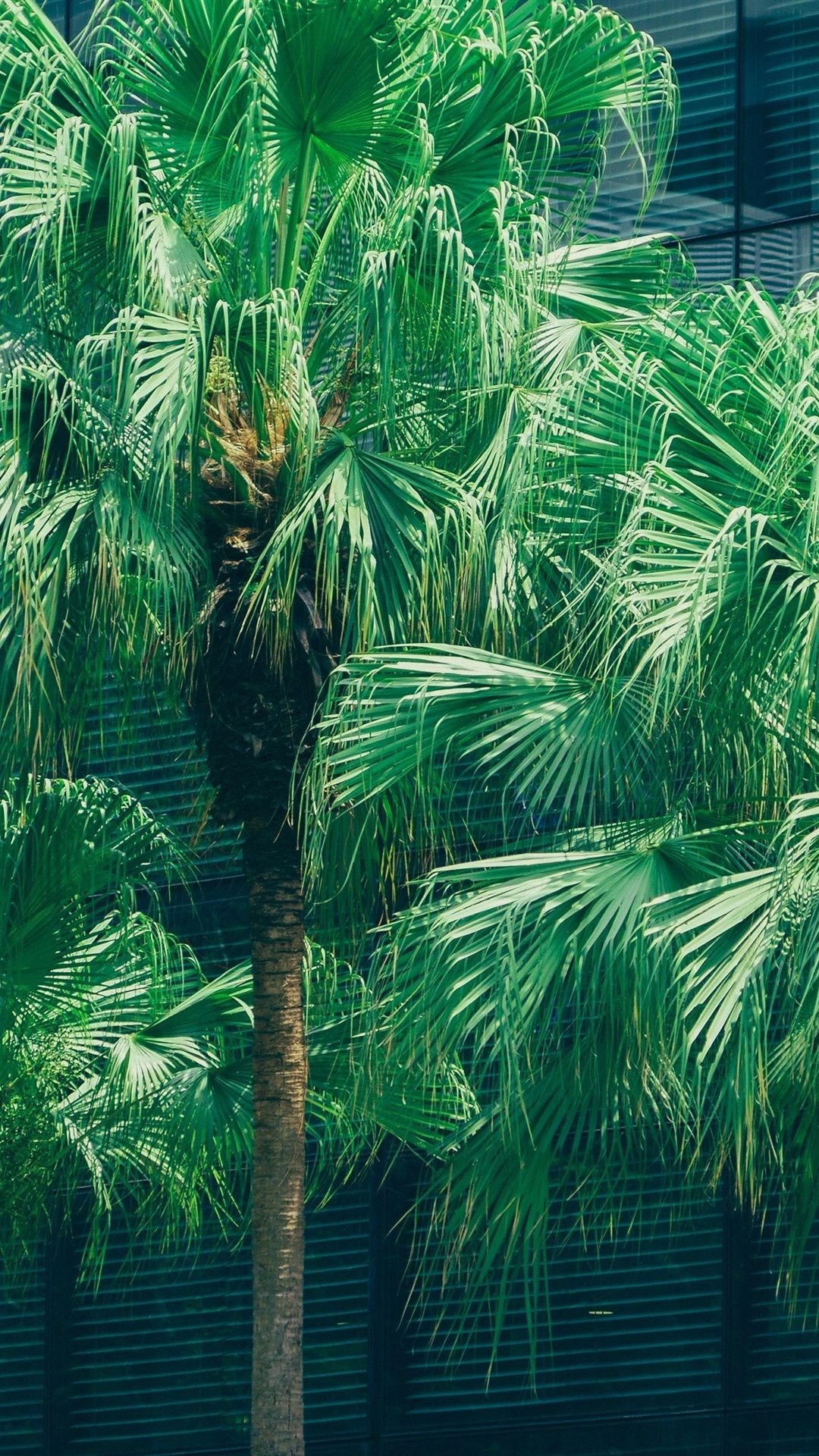 Palma verde con foglie, 1080x1920 Full HD Verticale, iPhone Air