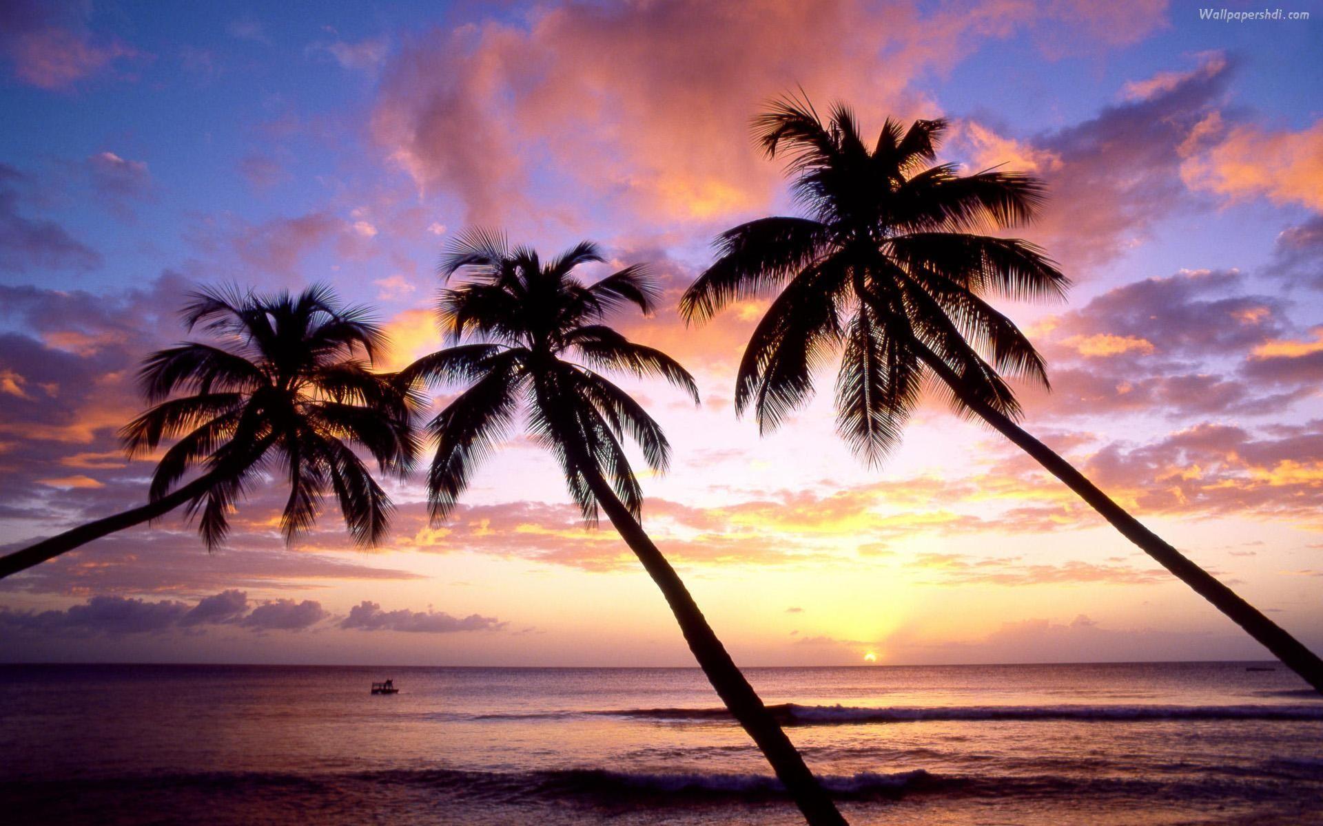 Palme al tramonto in spiaggia, 1920x1200 WUXGA, iMac