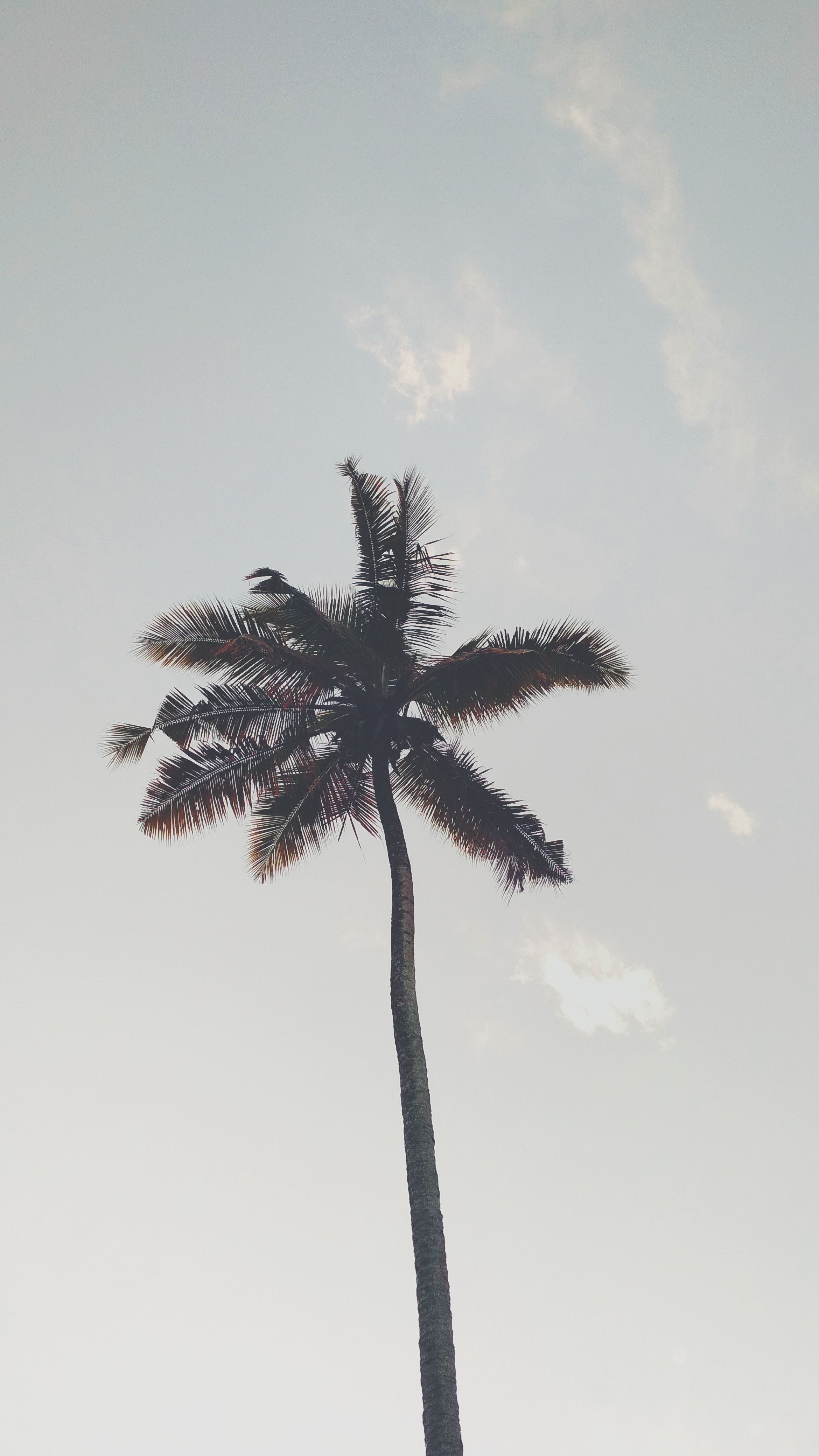 Palma silhouette cielo grigio, 2340x4160 Full HD Verticale, iPhone