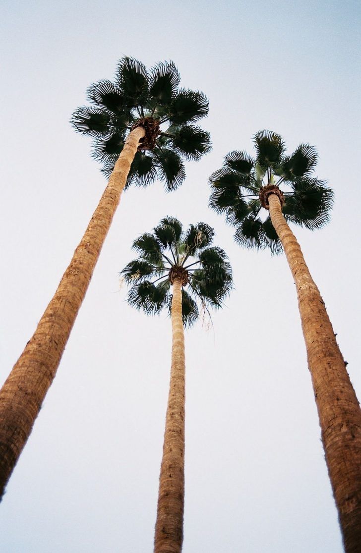 Tre palme viste dal basso, 728x1116 Full HD Verticale, iPhone